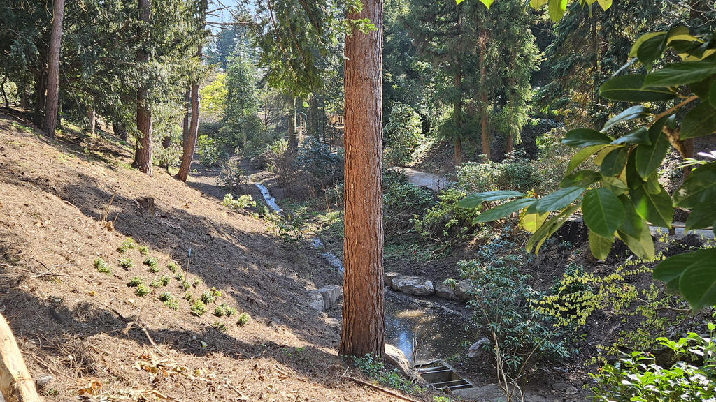 Rhododendronschlucht im FOBO