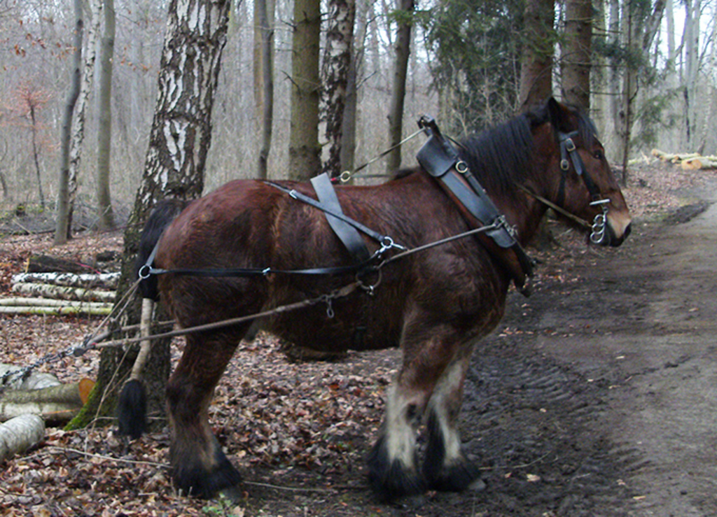 Rückepferd im Wald