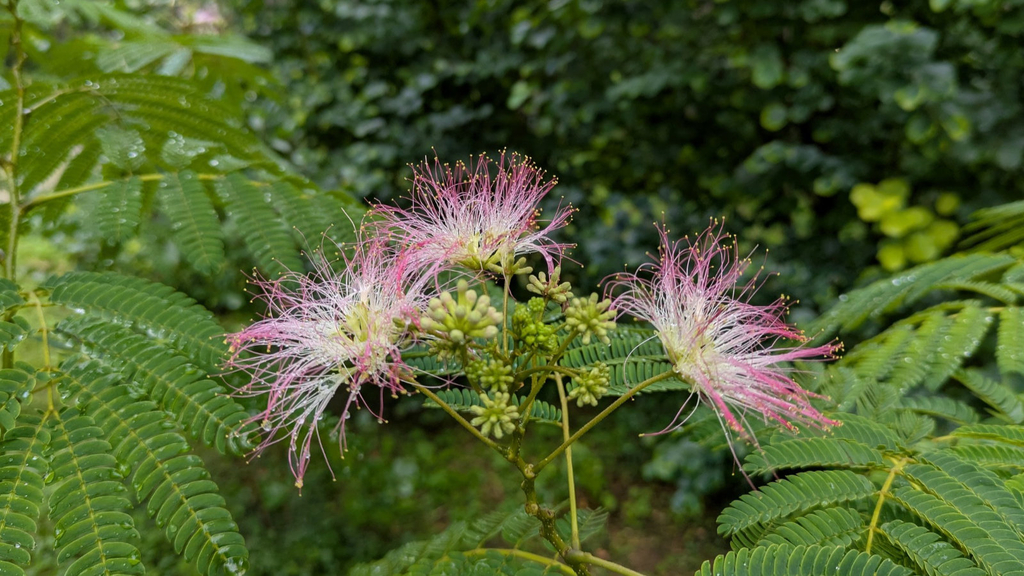 Blüte eines Seidenbaumes