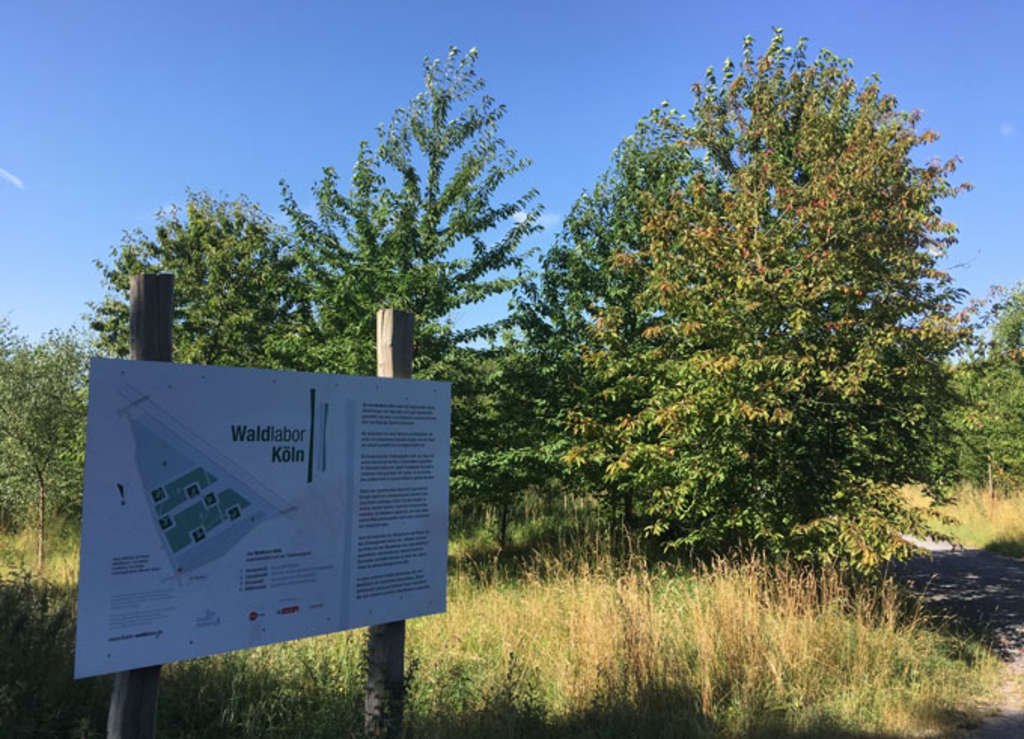 Waldlabor - Beschilderung und Bäume
