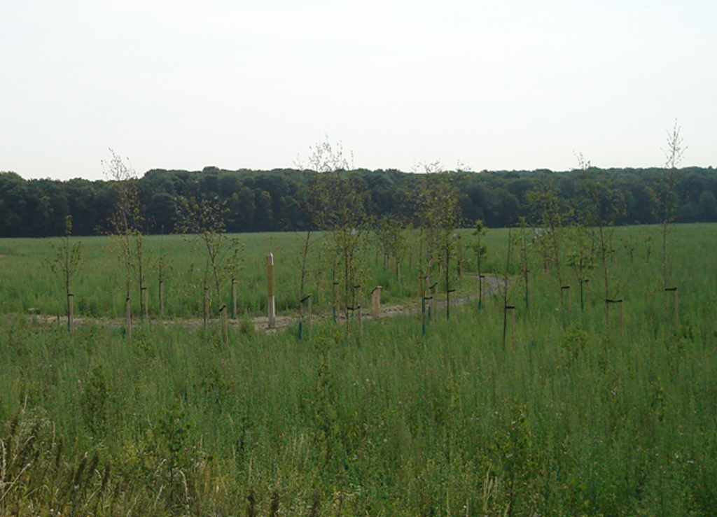 Im Vordergrund neu gepflanzte Bäume und im Hintergrund ein Waldgebiet