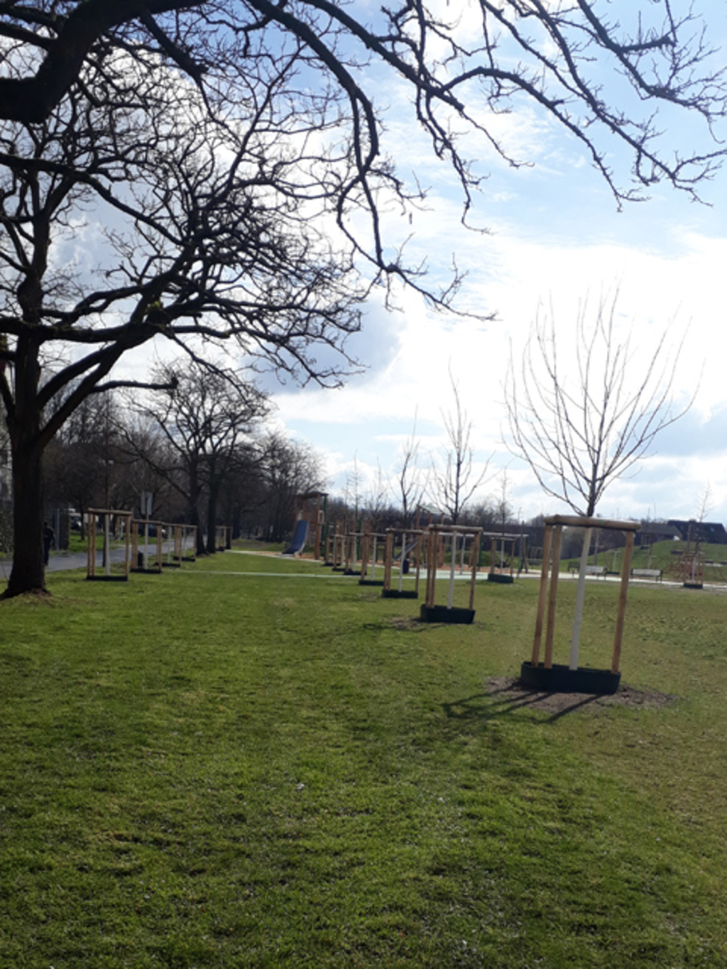 Bäume an der Westerwaldstraße