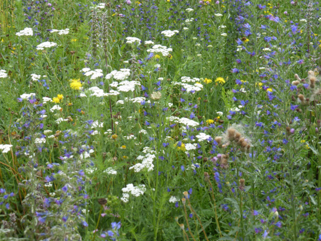 Wildblumenwiese