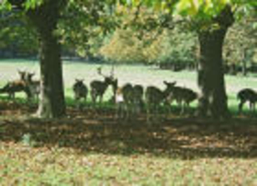Rotwild zwischen Bäumen