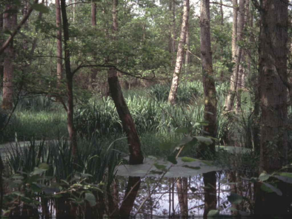 Bäume und Sumpf Inder Wahner Heide