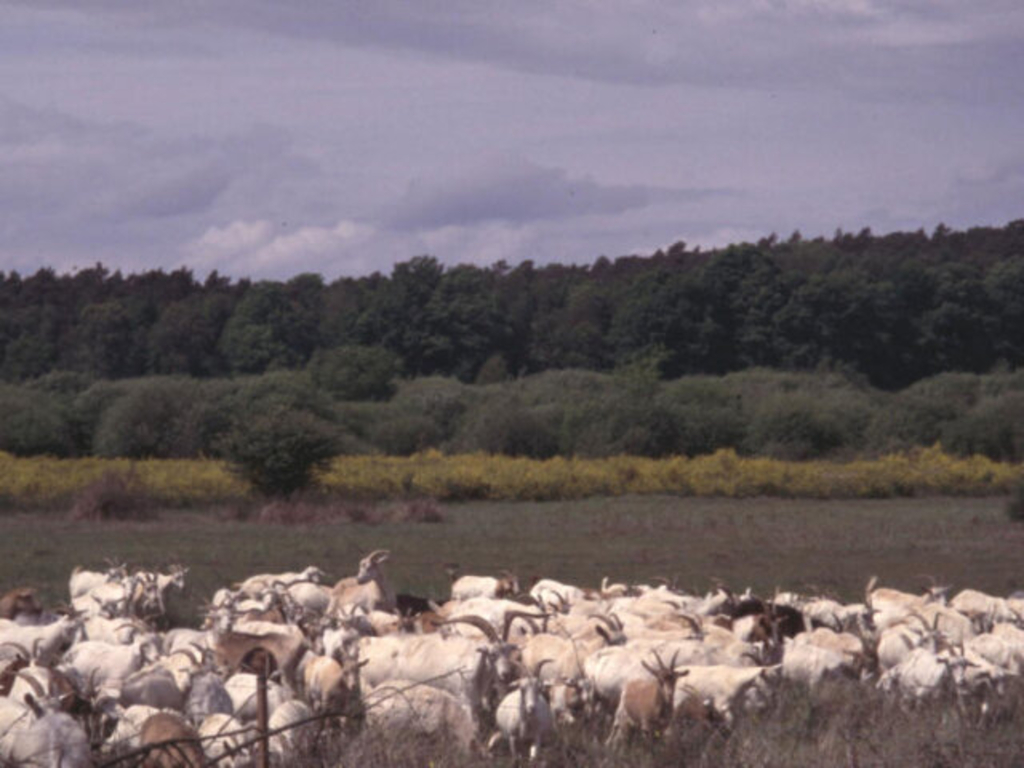 Heidschnucken in der Wahner Heide