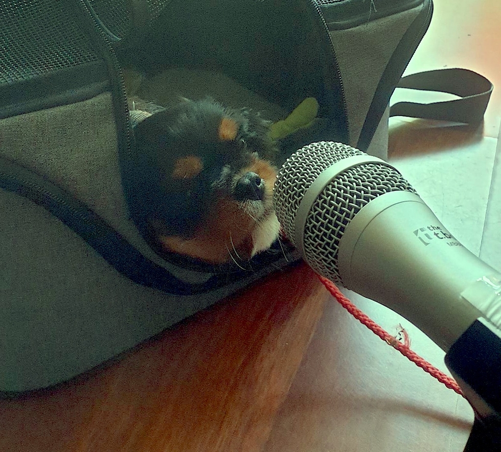 Kleiner Hund liegt im Körbchen, ihm wird ein Mikrofon vor die Schnauze gehalten.