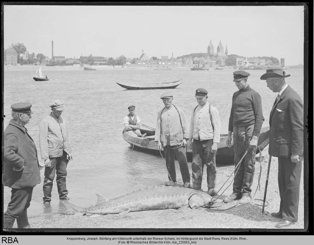 Störfang am Köteloorth unterhalb der Reeser Schanz, im Hintergrund die Stadt Rees