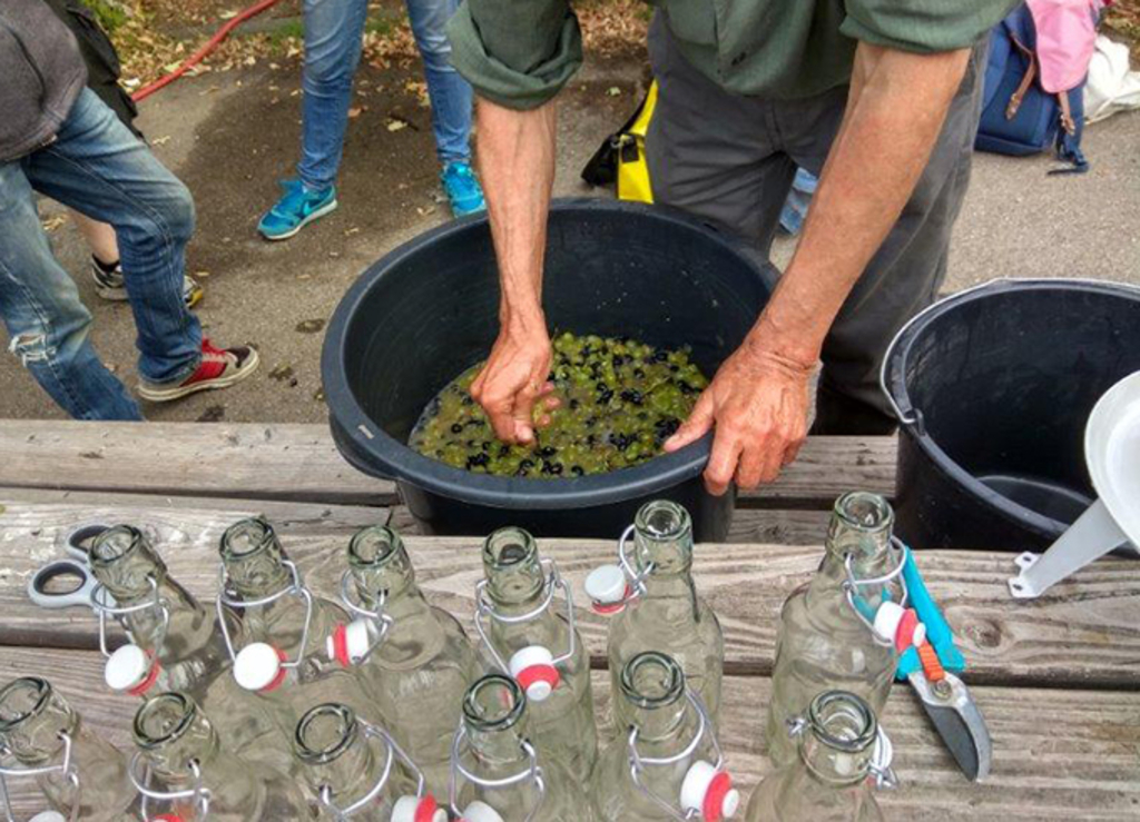 Die Trauben werden vobereitet zum Einfüllen in die Flaschen