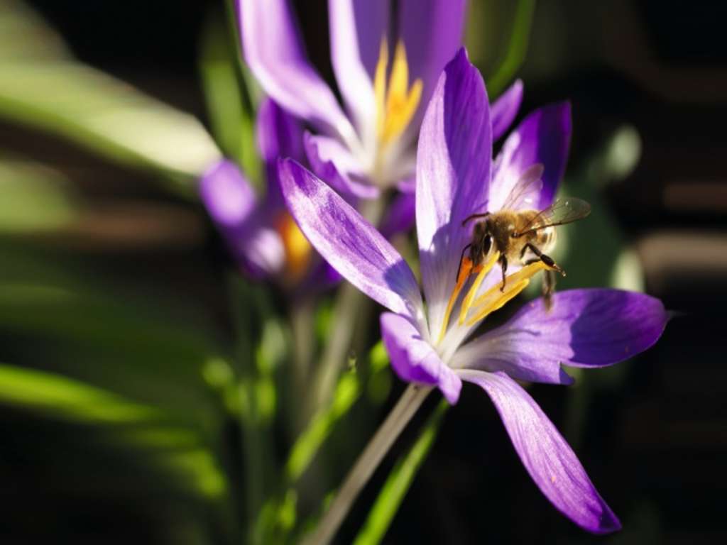 lila Blüte mit Biene