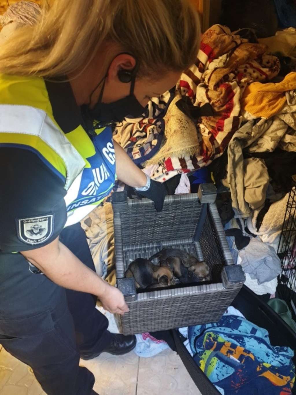 Dackelwelpen Illegale Hundezucht 