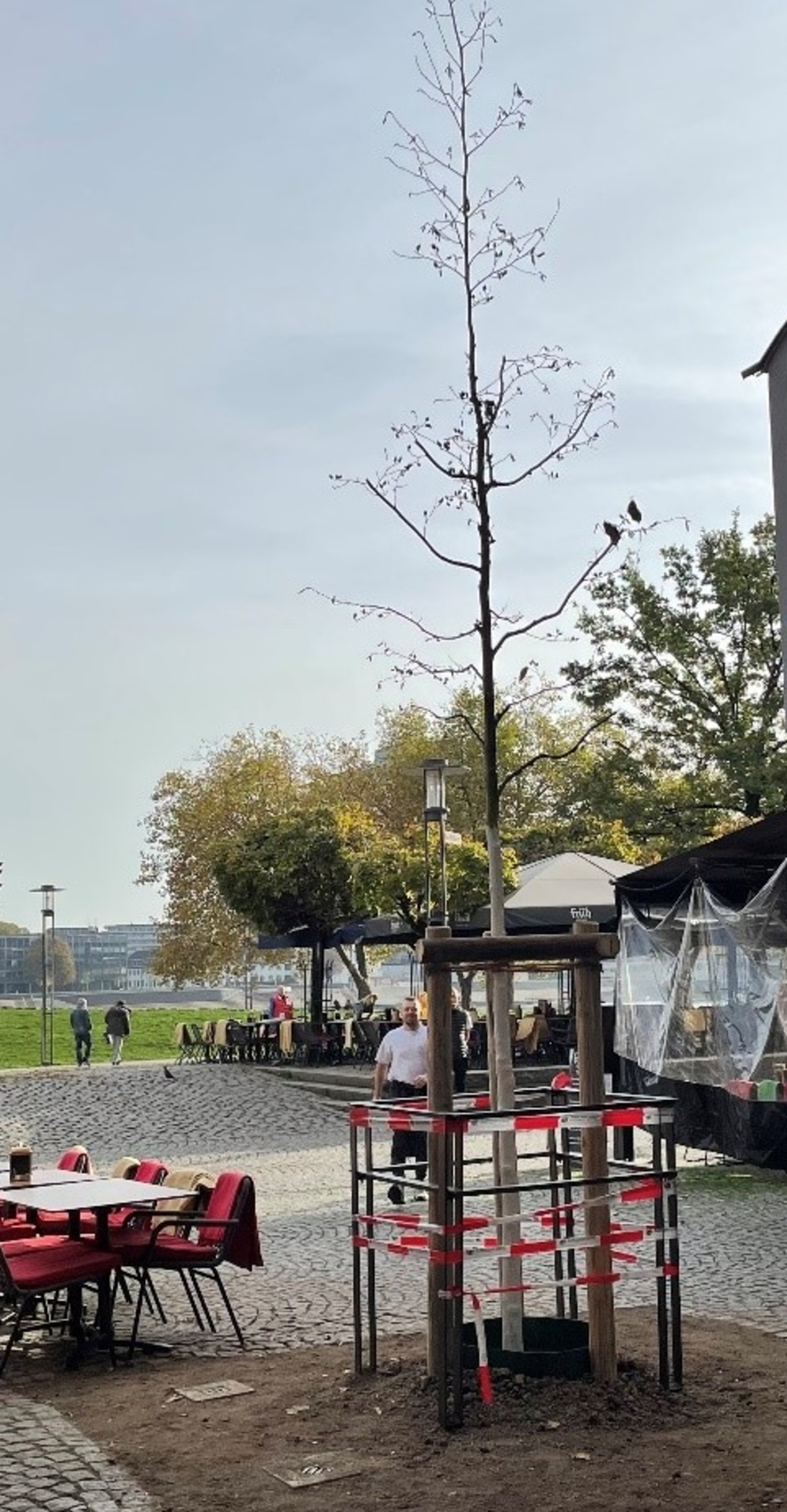 67 Baumfrevel Große Neugasse Vorher