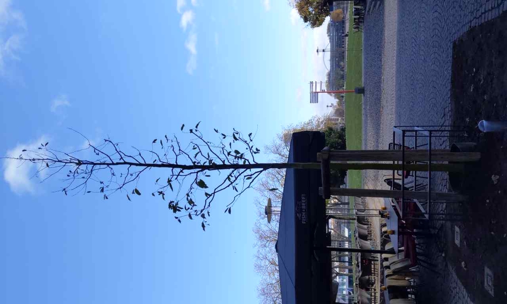 67 Neupflanzung Große Neugasse