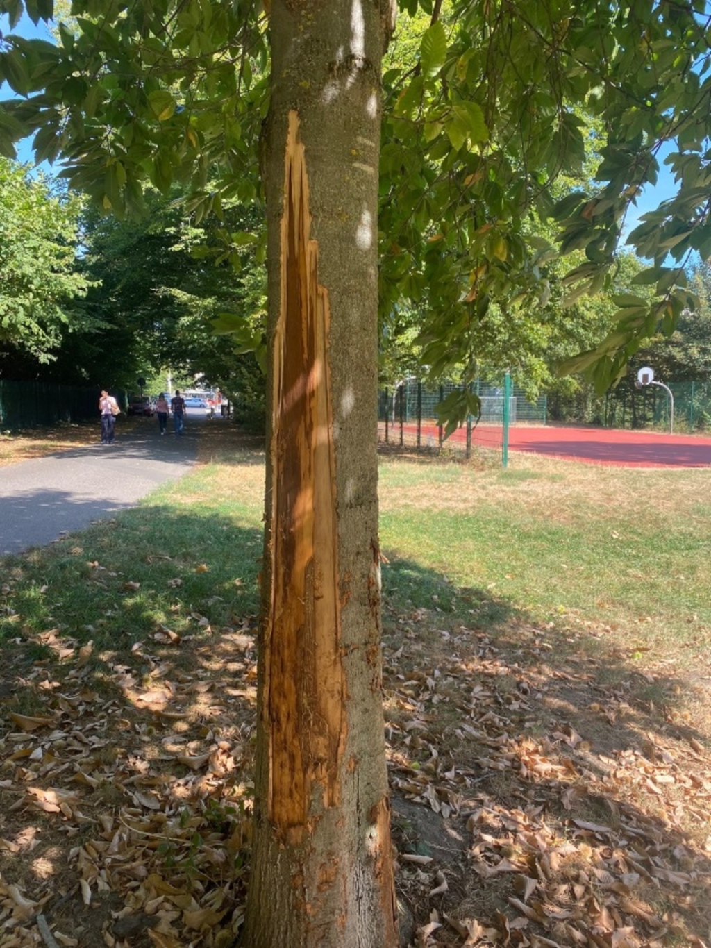 Baumfrevel Zollstock1 Klein