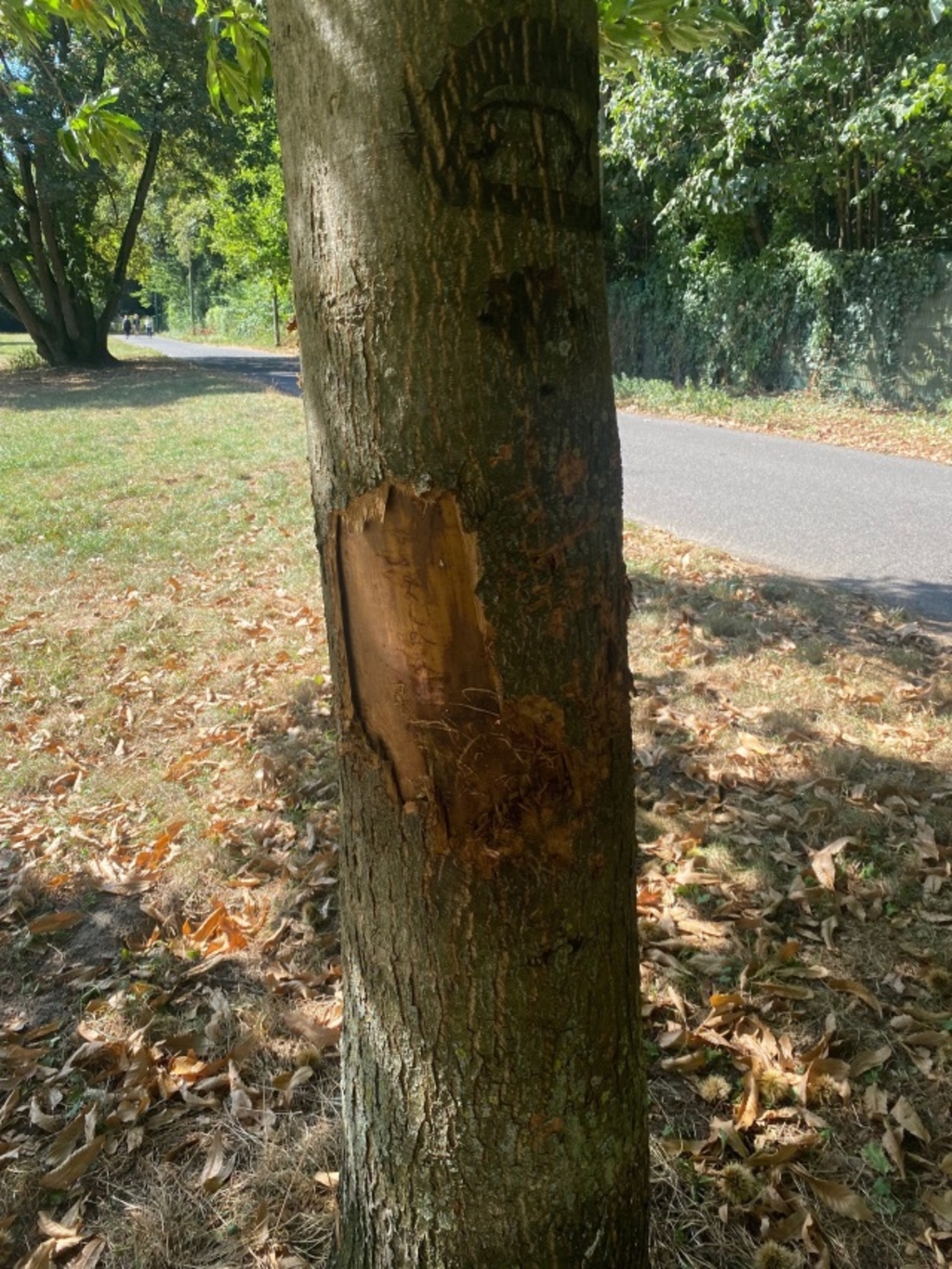 Baumfrevel Zollstock2 Klein