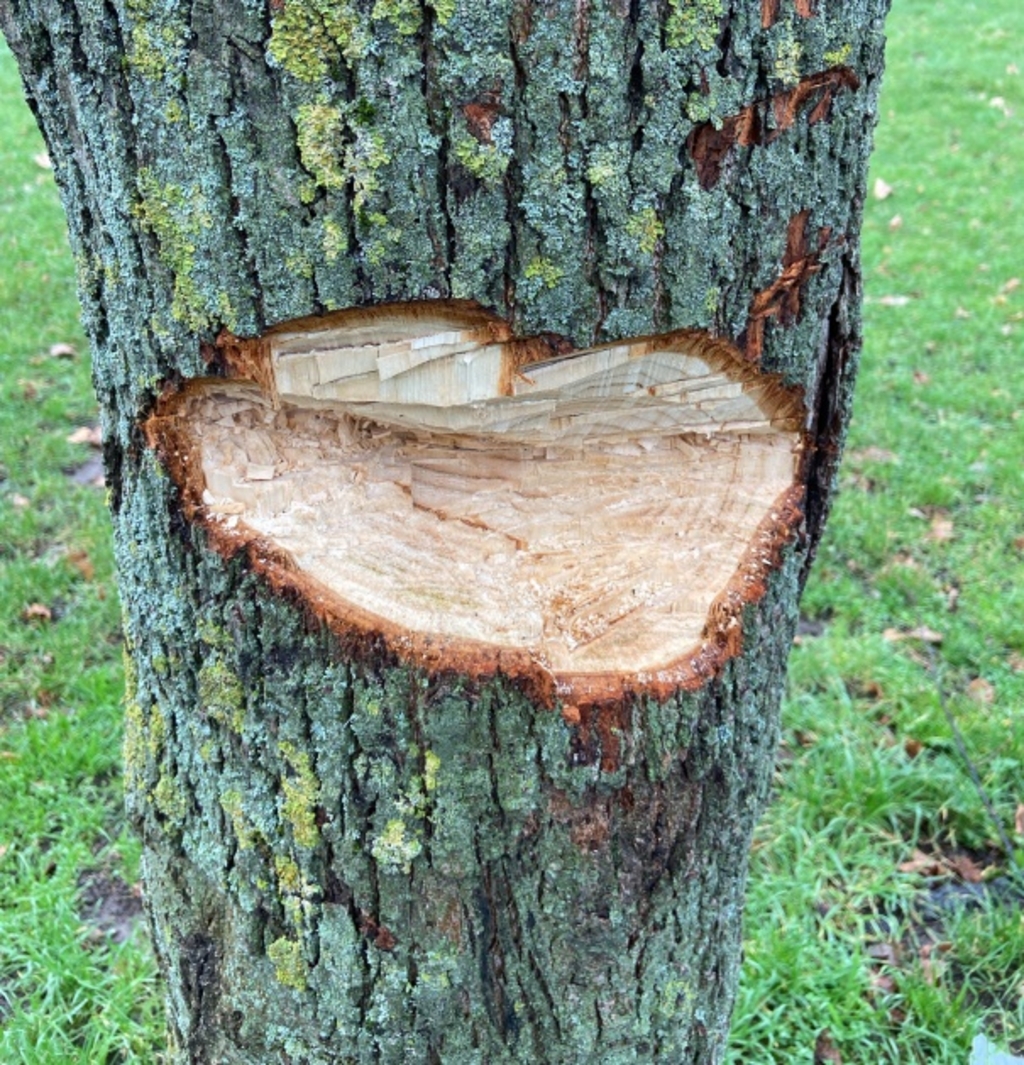 Baumfrevel Buschweg2