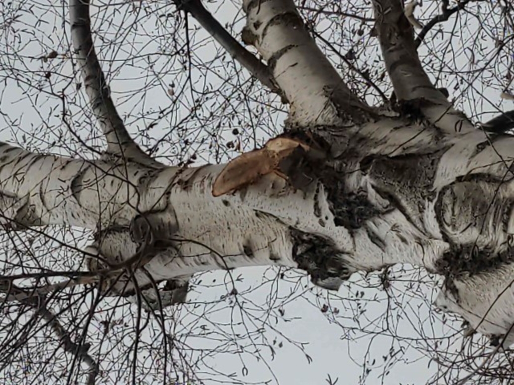 Baumfrevel Deutzer Postweg