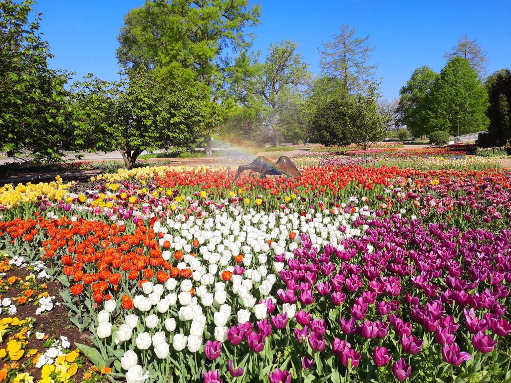 Foto von vielen unterschiedlichen, bunten Blumen in der Flora
