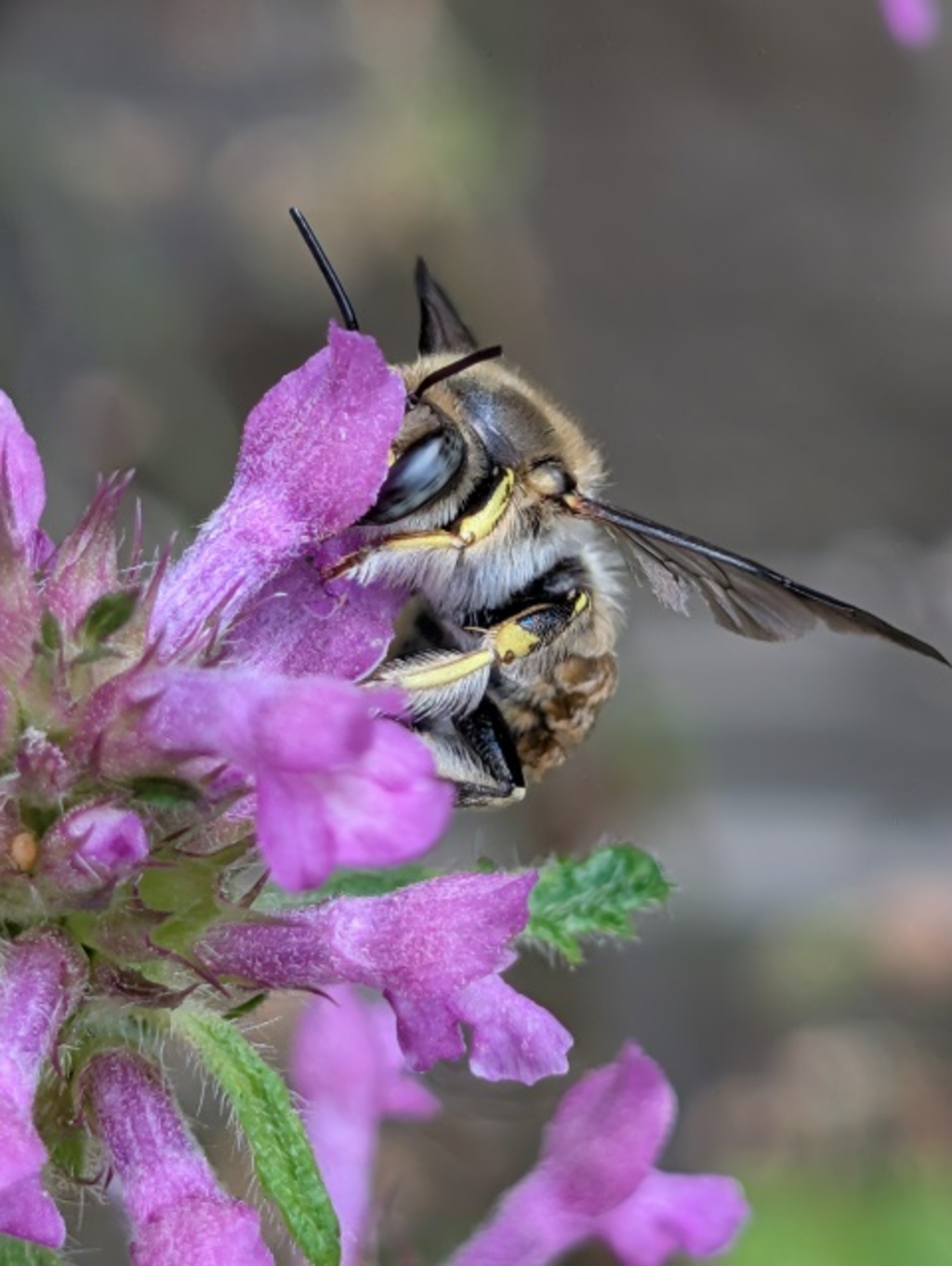 Artenvielfalt Garten Wollbiene