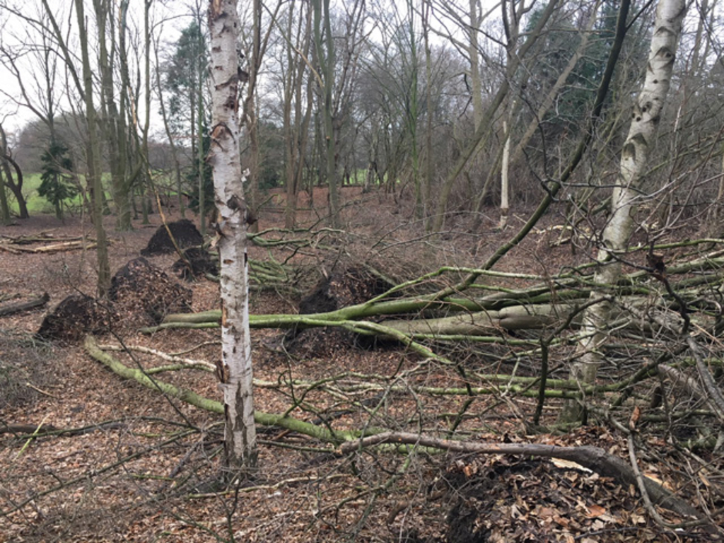 Sturmschäden in Köln