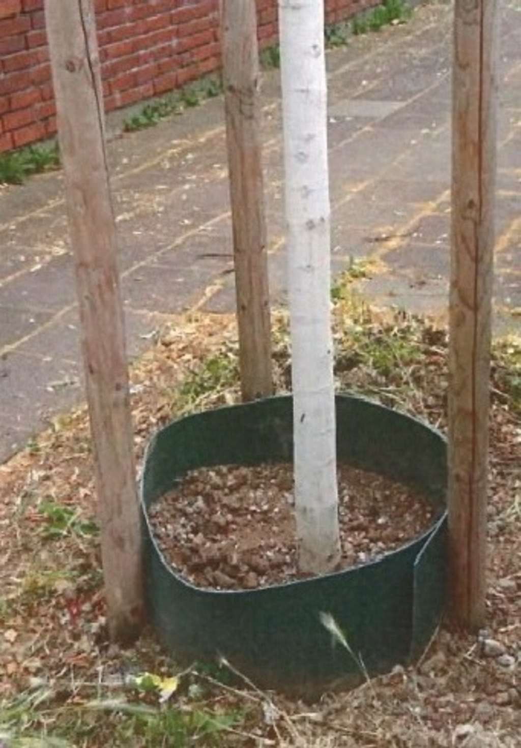 Baumfrevel Porz nachher