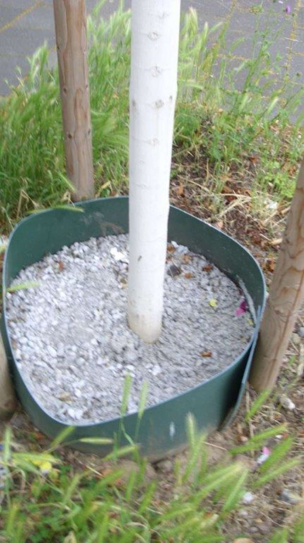 Baumfrevel Porz vorher