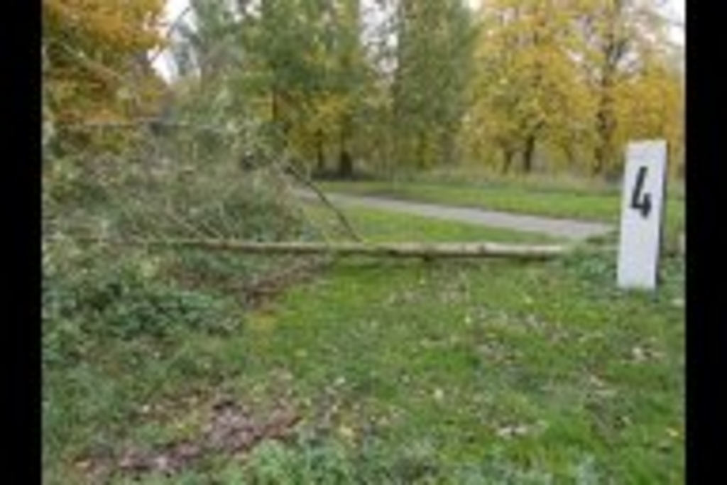 Baumfrevel Zündorf 1