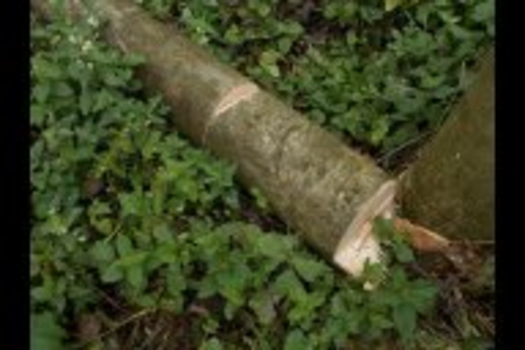 Baumfrevel Zündorf 2