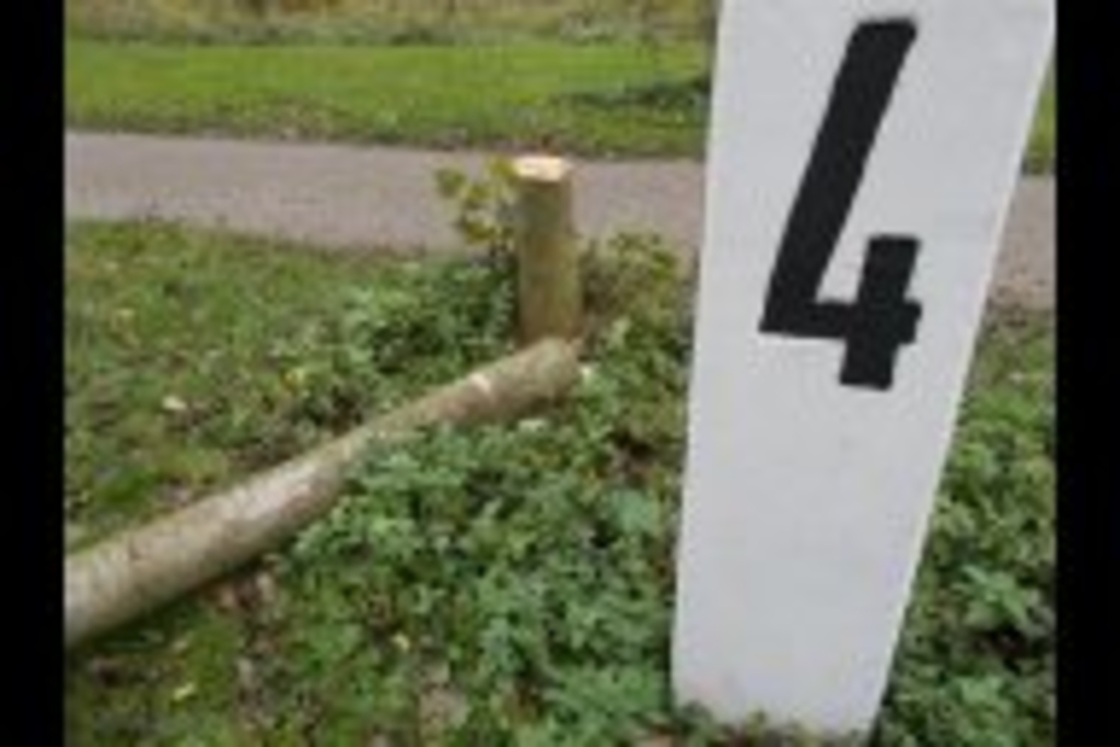 Baumfrevel Zündorf 3