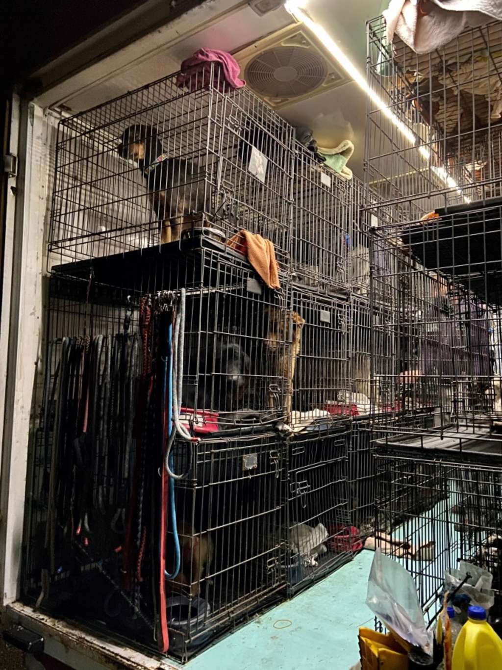 32 Foto Tiertransport 1