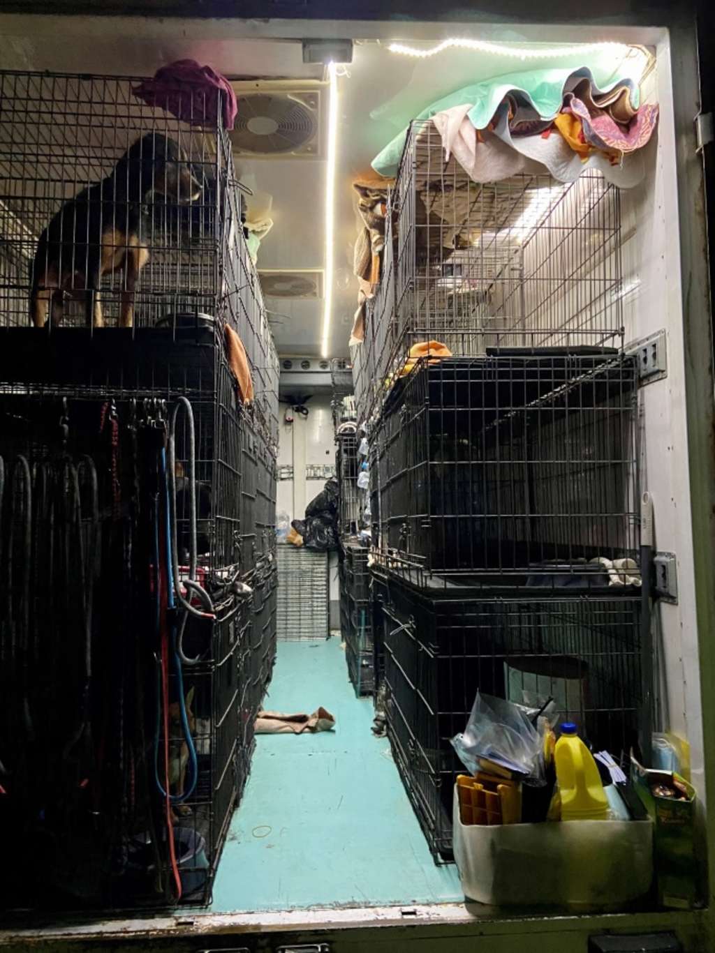 32-Foto-Tiertransport 2