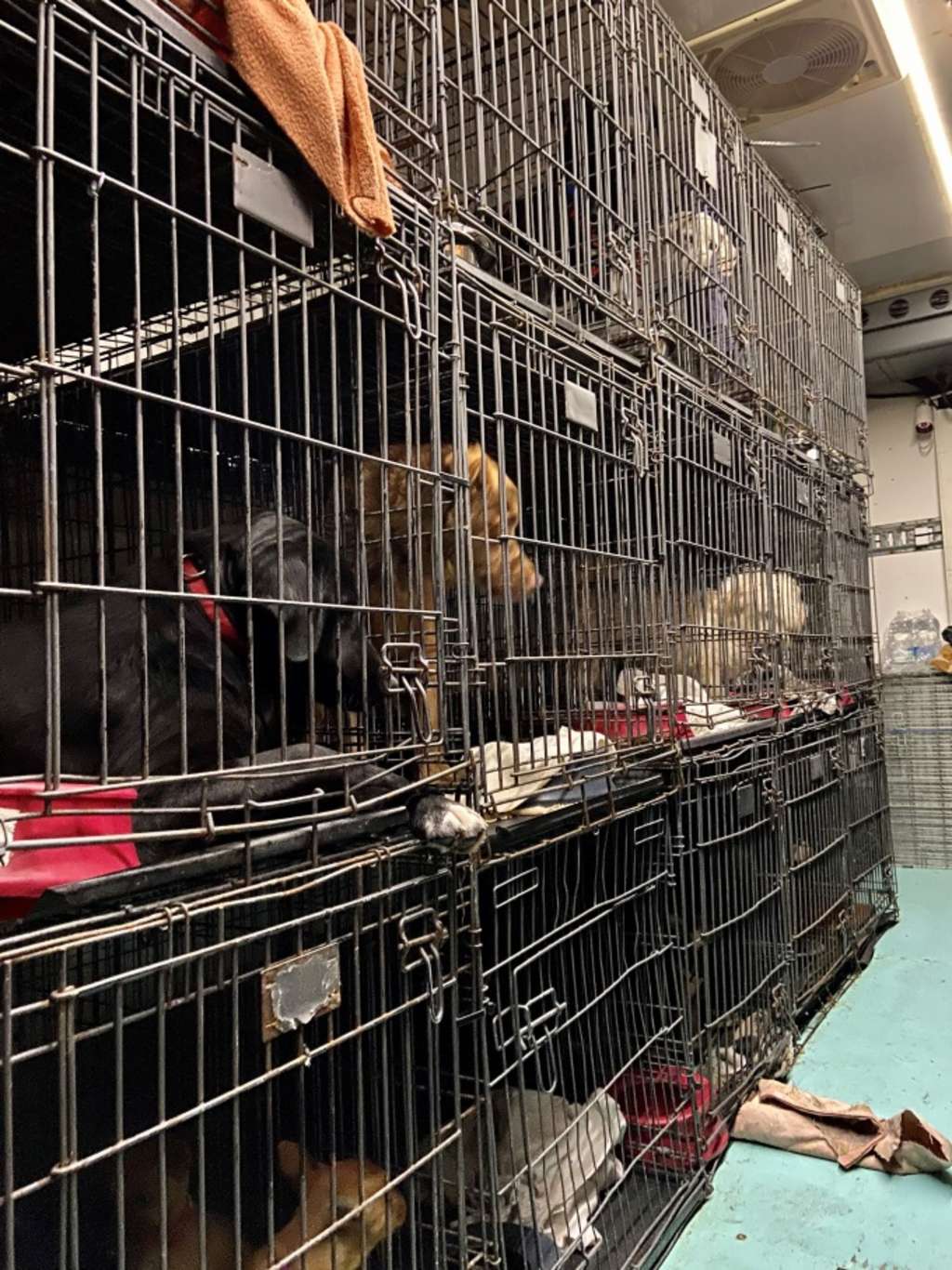 32 Foto Tiertransport 3