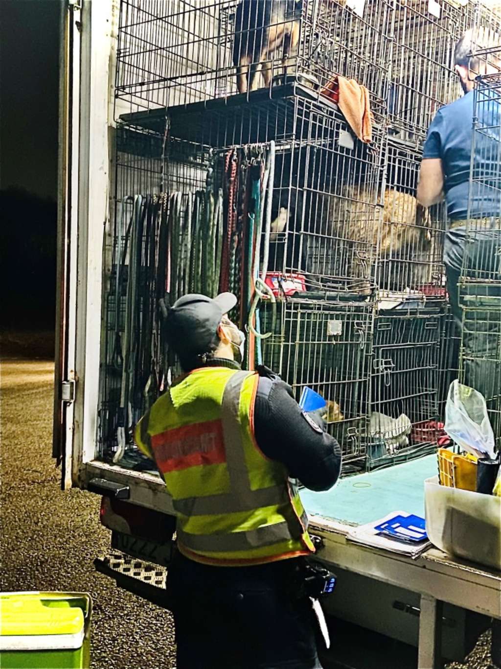 32 Foto Tiertransport 4