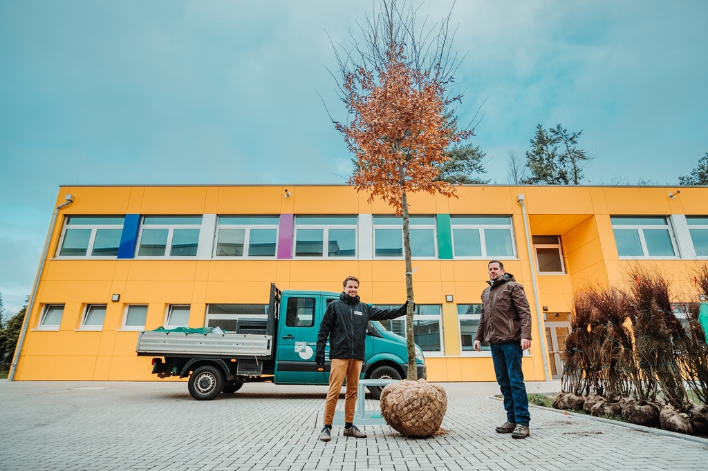 Baumpflanzungen in Köln-Sürth