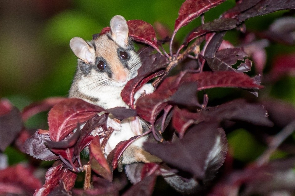 Gartenschäfer Martinherbst Stadtköln