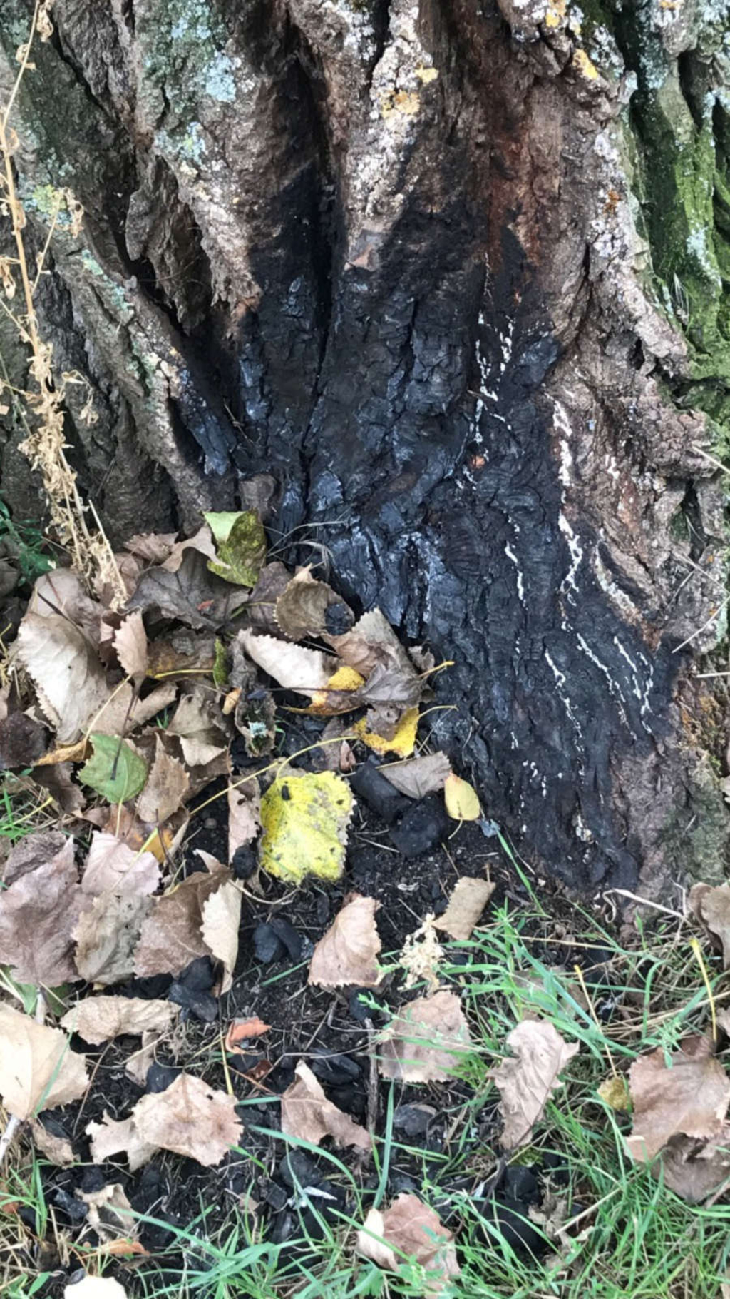 Durch heiße Kohle geschädigter Baum