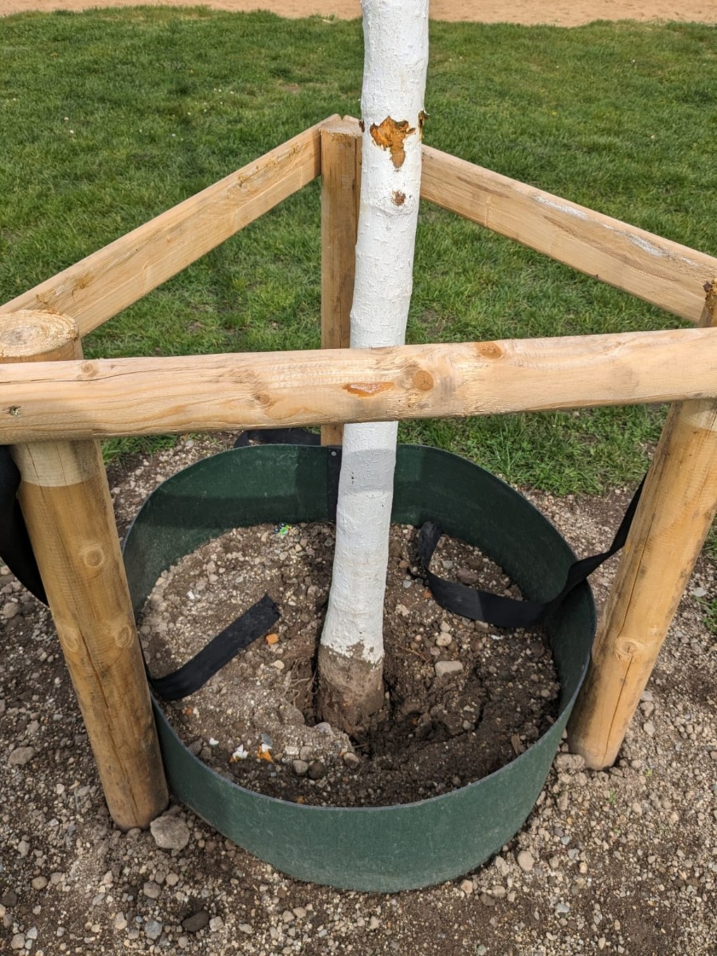 67-Beschädigter Baum 