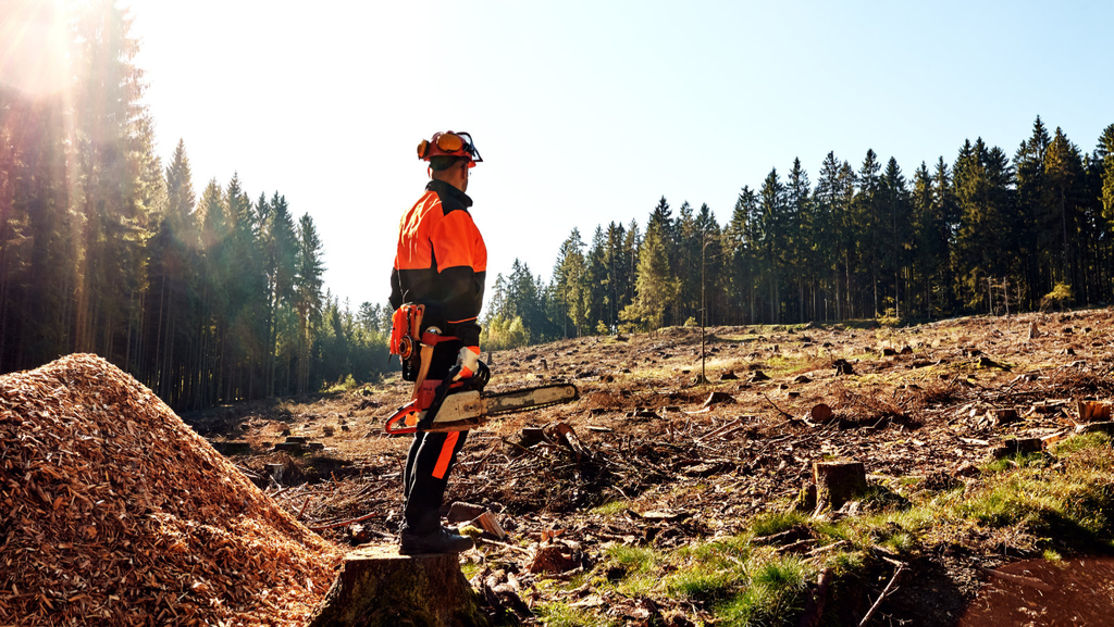 Holzfäller mit Arbeitsschutzkleidung und Kettensäge bei der Arbeit im Wald