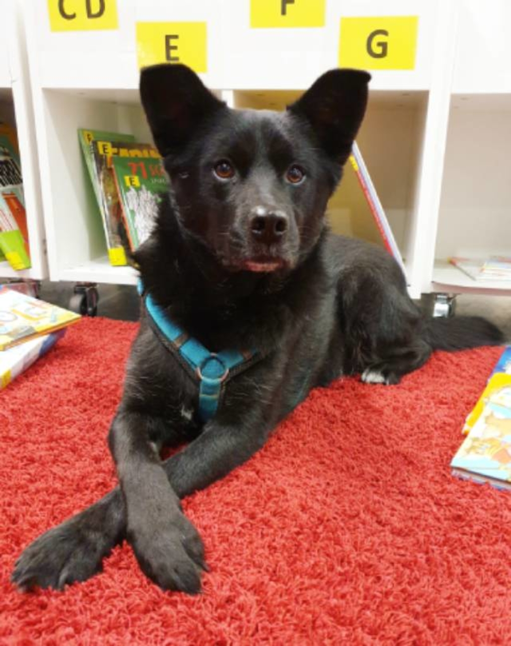Hund vor Bücherregal auf rotem Teppich