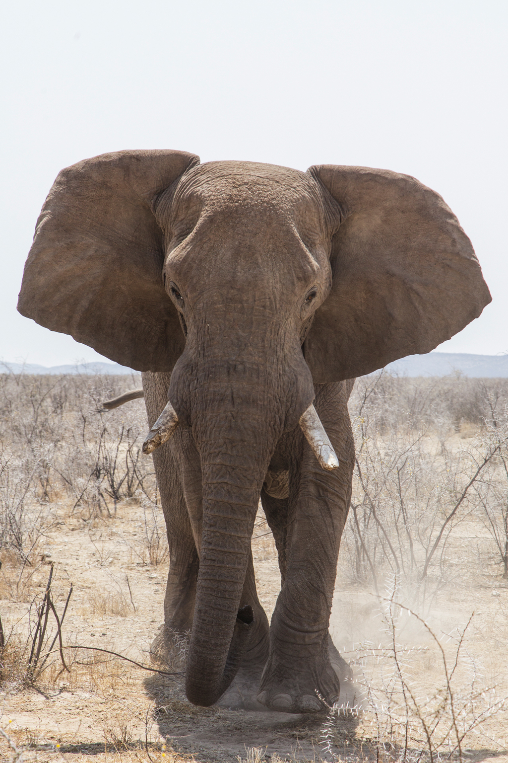 Elefant in Namibia