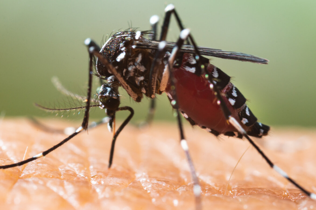 Tigermücke, Link auf Die Asiatische Tigermücke - Stadt Köln