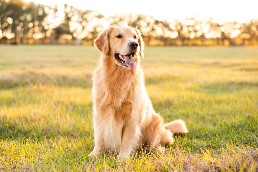 Golden Retriever dog enjoying outdoors at a large grass field at, Link auf Freilaufflächen für Hunde - Stadt Köln