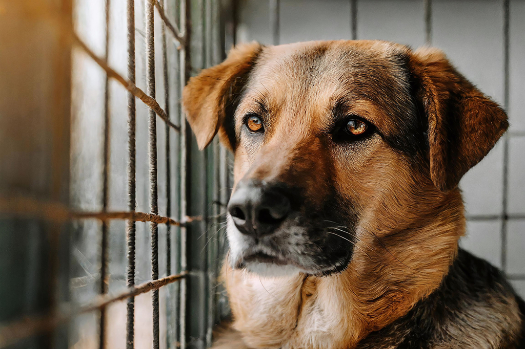 Hund im Tierheim, Link auf Tierheime - Stadt Köln