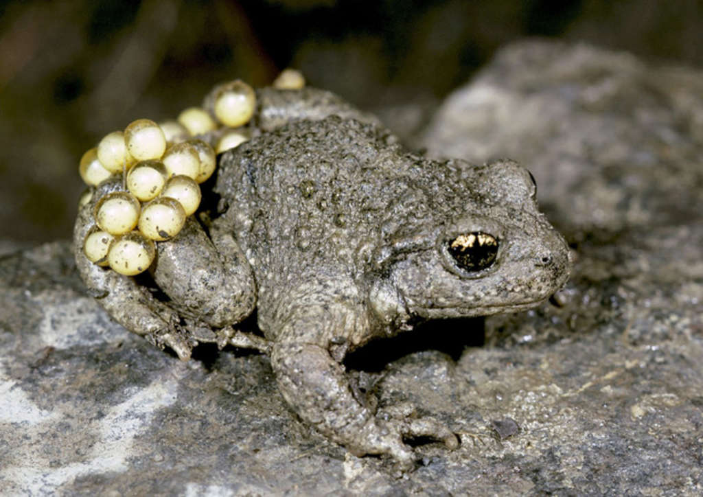 April: Geburtshelferkröte (Alytes obstetricans)