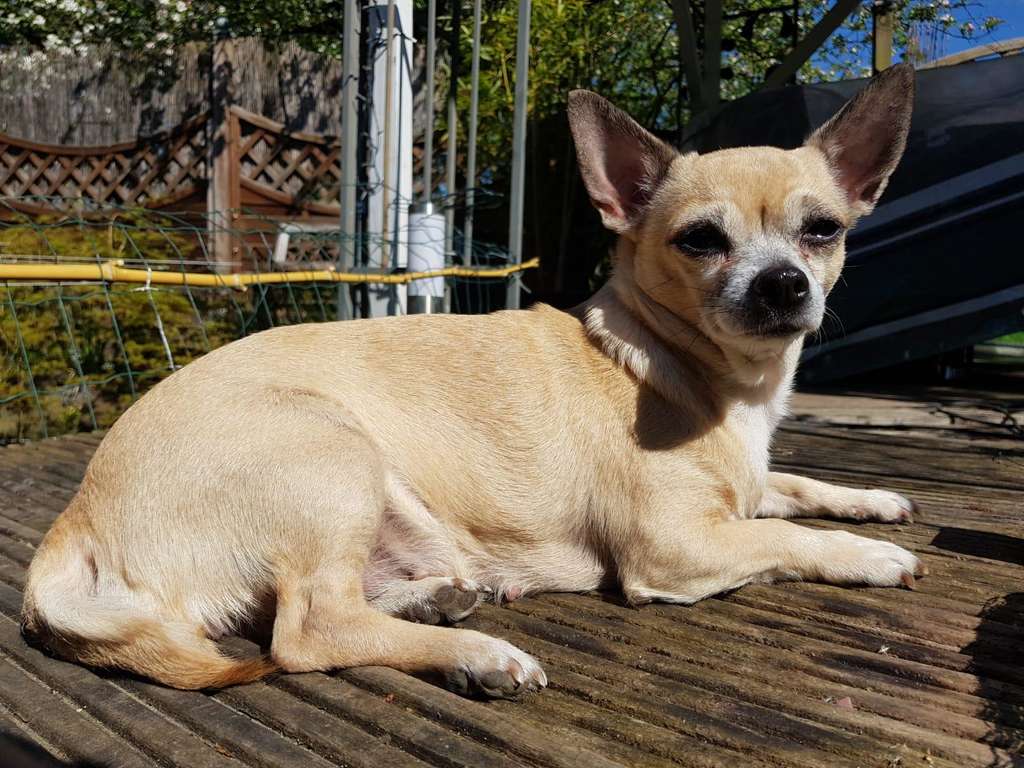 Chihuahua-Hündin liegt in der Sonne