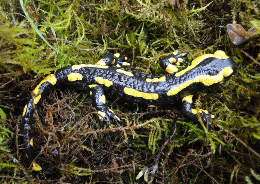 Dezember: Feuersalamander (Salamandra salamandra)