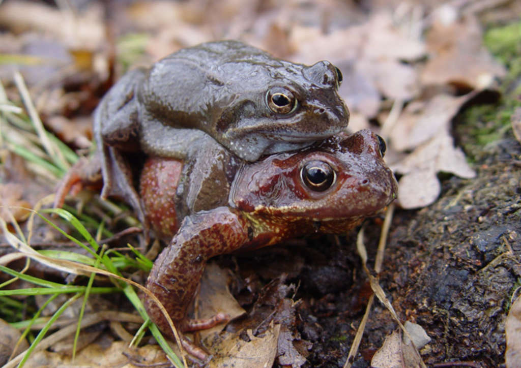 Februar: Grasfrosch (Rana temporaria)