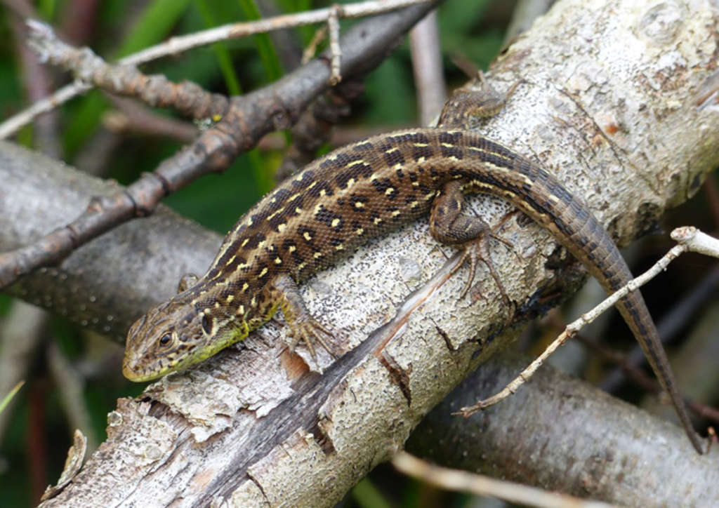 Juli: Zauneidechse (Lacerta agilis)