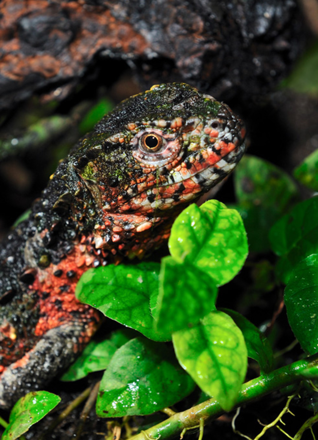 Krokodilschwanz-Höckerechse