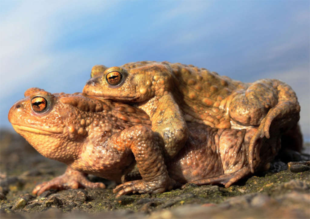 März: Erdkröte (Bufo bufo)